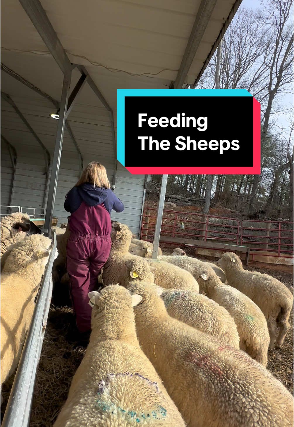 Feeding the sheeps…twice a day, everyday! #woollyranch #farm #farmlife #sheep #sheepfarmer #sheepfarm 
