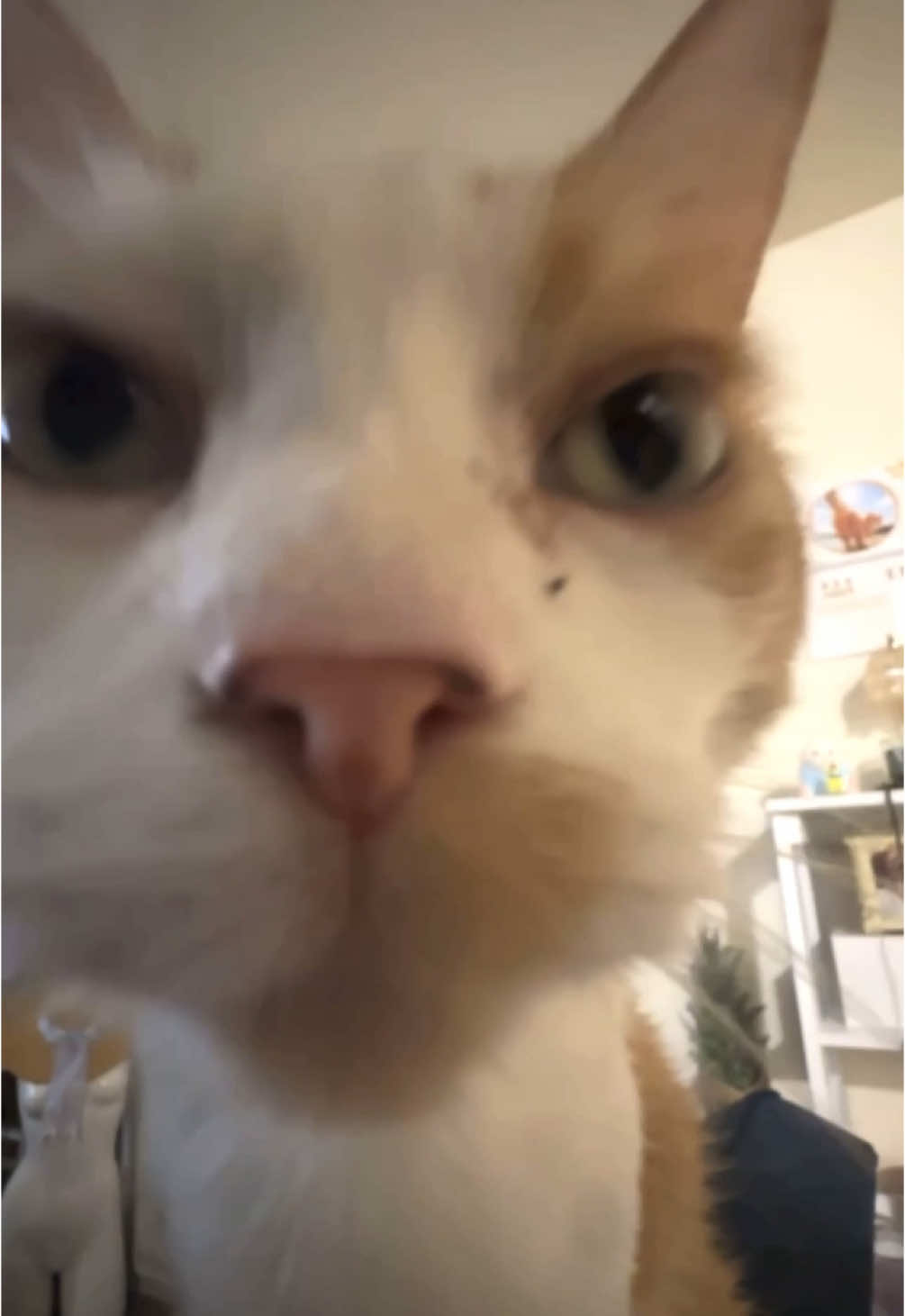 send this to um maybe um uhh well ummmm to basically uhhhhhh #larry #evillarry #catsoftiktok #dankmemes #catmeme #chillcatguy #offlain #evilburga 