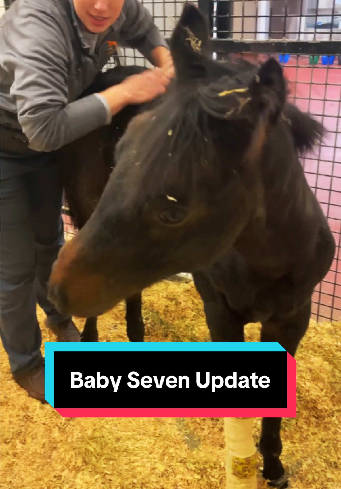 Baby Seven Update🐴❤️ #preemiestrong #miraclebaby #prematurefoal #foalsoftiktok #foalsof2024 
