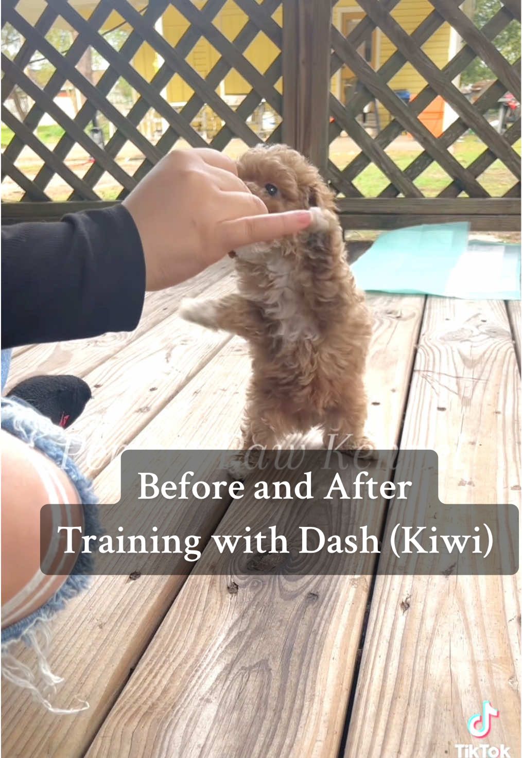 Our babies have slowed down on their growth still tiny 💗🐾  Dash (kiwi) is reserved💕 #training #inprogress #puppytraining #puppytrainingtips #reserved #ready #fyp #readytogohome #puppytiktok #toypoodlesofficial #toy #toypoodle #intimeforchristmas #christmas #houston #houstontoypoodles #houstontoypoodle #toypoodlepuppy 