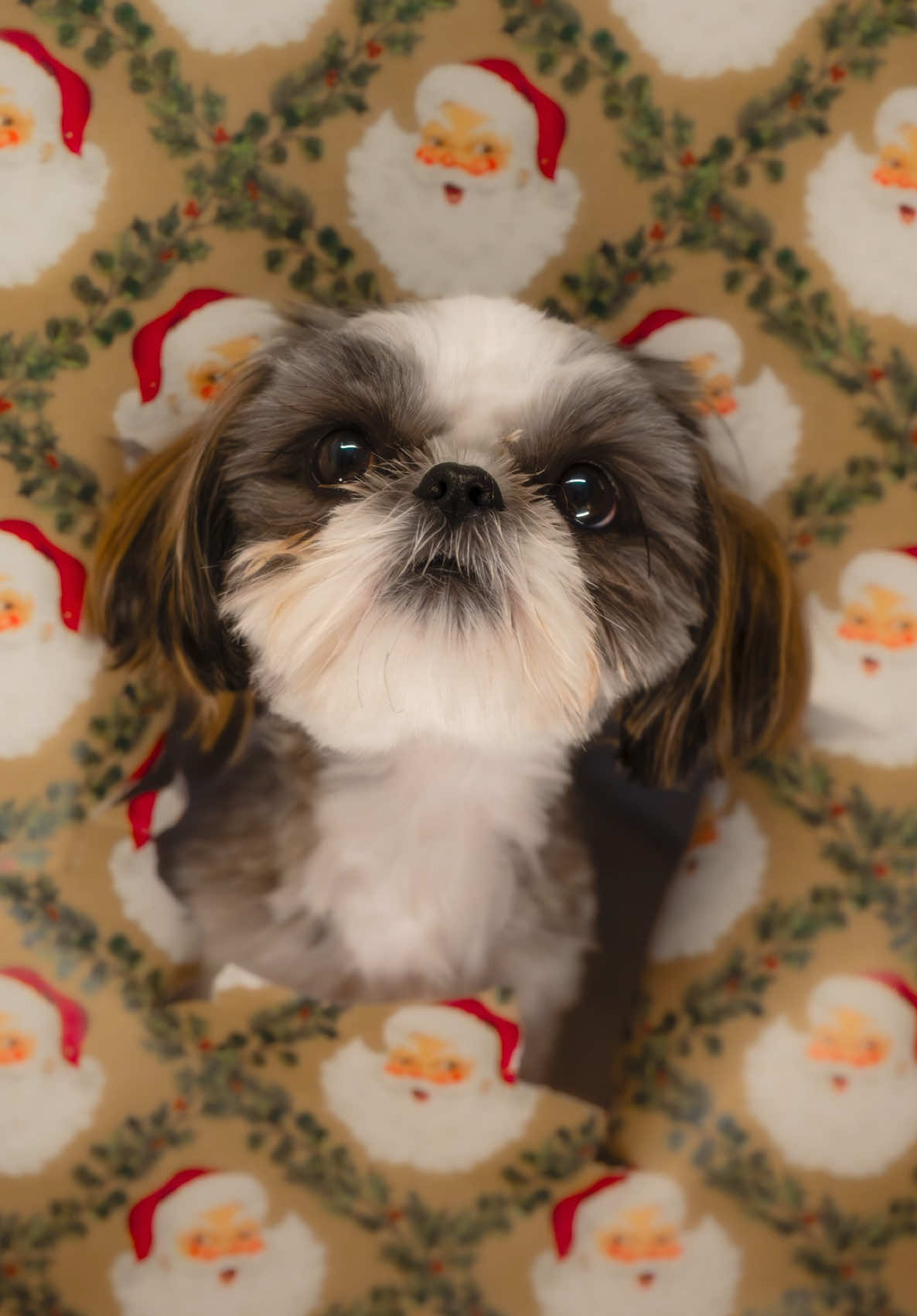 The last one is my favorite #camera #photography #dog #puppy #shihtzu #photoshoot #christmas 