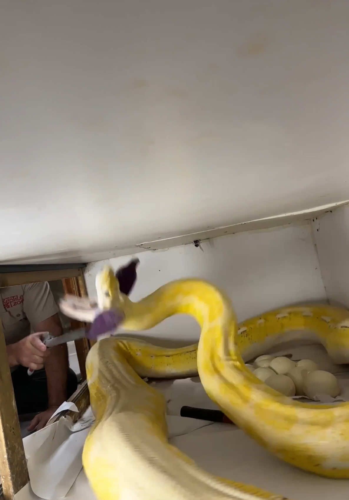 MOMMA SNAKE KEPT STRIKING😳 Apparently this girl is a very good momma😅This girl laid over 80 eggs and she did not want me near any of them😡 It’s not everyday we get a momma that lays eggs in their enclosure so that made this extra complicated🥲 She didn’t even go for the camera man and he’s the one who told me about the eggs😮 That goes to show whenever you are in danger then start recording, the camera man never gets hurt🎥 • • • • #wild #giant #snake #strike #cool #video #angry #mom #python #big #momma #protect #new #baby #snakes #eggs #beautiful #amazing #animals #wildlife #moments #tik #tok #tiktok #tiktokanimals 