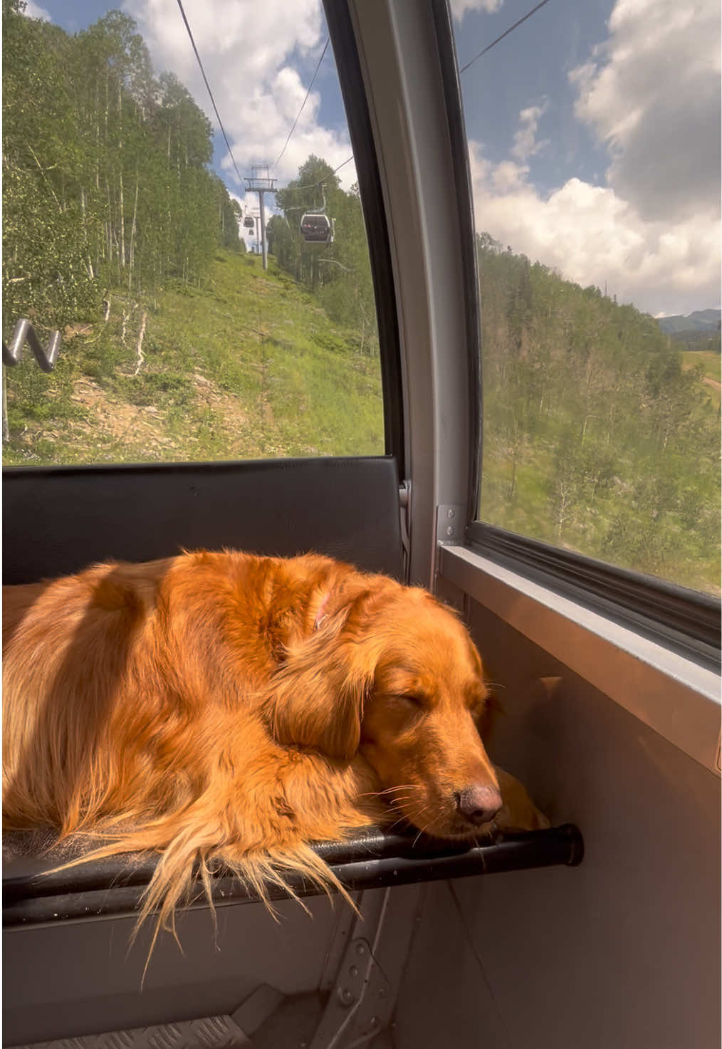 Oh to be Cheddar on a gondola in Telluride, Co✨ #goldenretriever #takeamomenttobreathe #dogsoftiktok #golden #fyp #telluride #visittelluride #sleep #viralvideo 