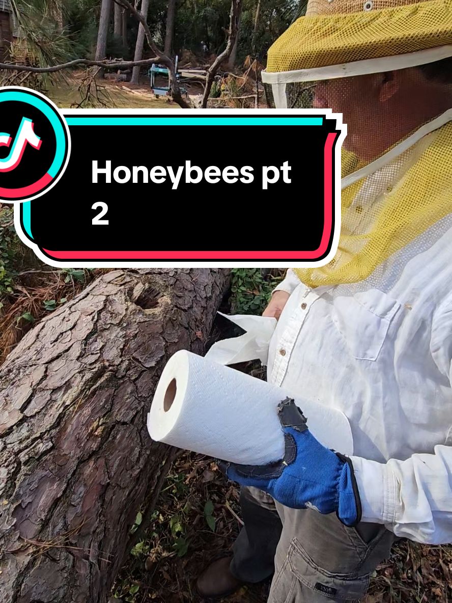 🍯 How to Relocate Honeybees! 🐝😋 #beekeeping #Bees #honey #honeybees #homestead #Outdoors #relocate #environmental #homesteading #outdoors #vermeer #fypシ 