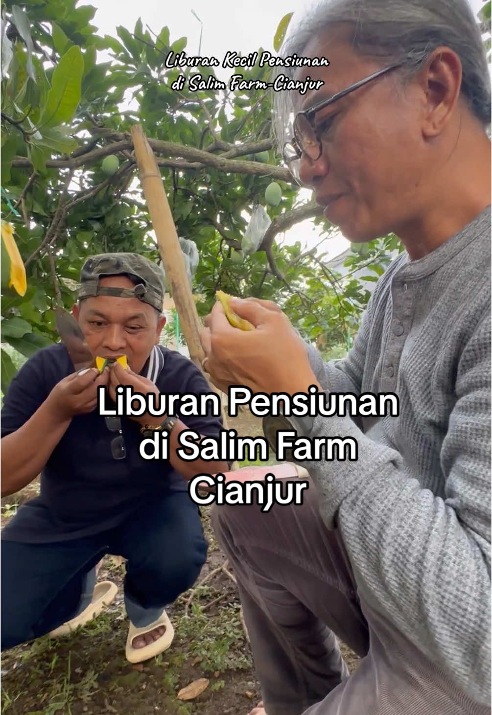 Liburan Kecil Pensiunan di Salim Farm Cianjur #liburan #holiday #review #mangga #mango #fruit #fyp #fypシ゚ #viral #fypage #viraltiktok #foryoupage #tranding #tiktokviral #petanimuda #petaniindonesia🇮🇩🇮🇩🇮🇩🌿🌿 #berkebun #berkebundirumahaja #village #villagelife #villa #cianjur #holiday #salimdaily 