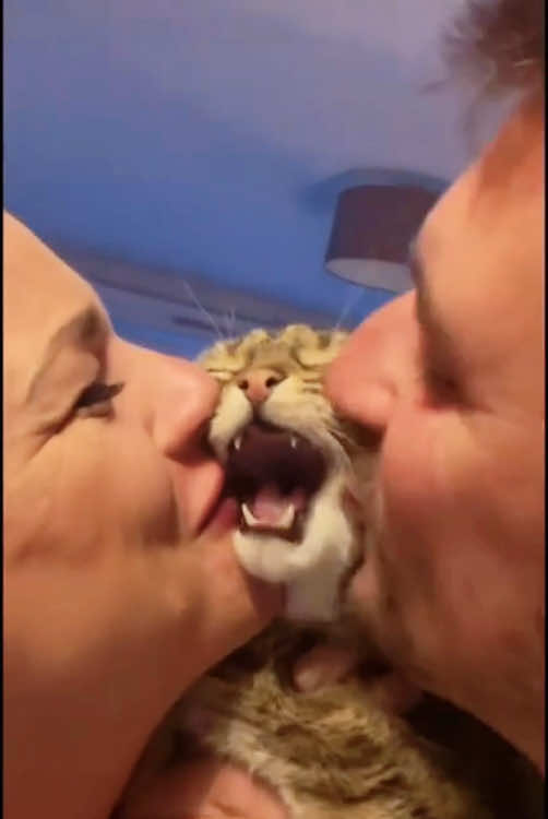 Kiss your cat and see how it reacts#funnycats #funnyanimals #petvideos #cat #catsoftiktok #fyp #usa #longervideos