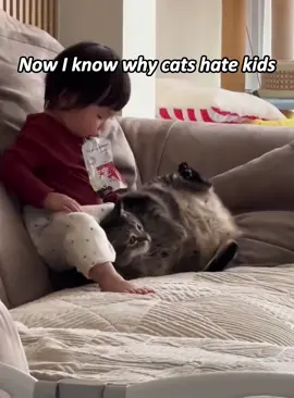 Now I know why cats hate kids😾#fypシ #foryou #funnyanimasl #funnycats #catsoftiktok #kitten 