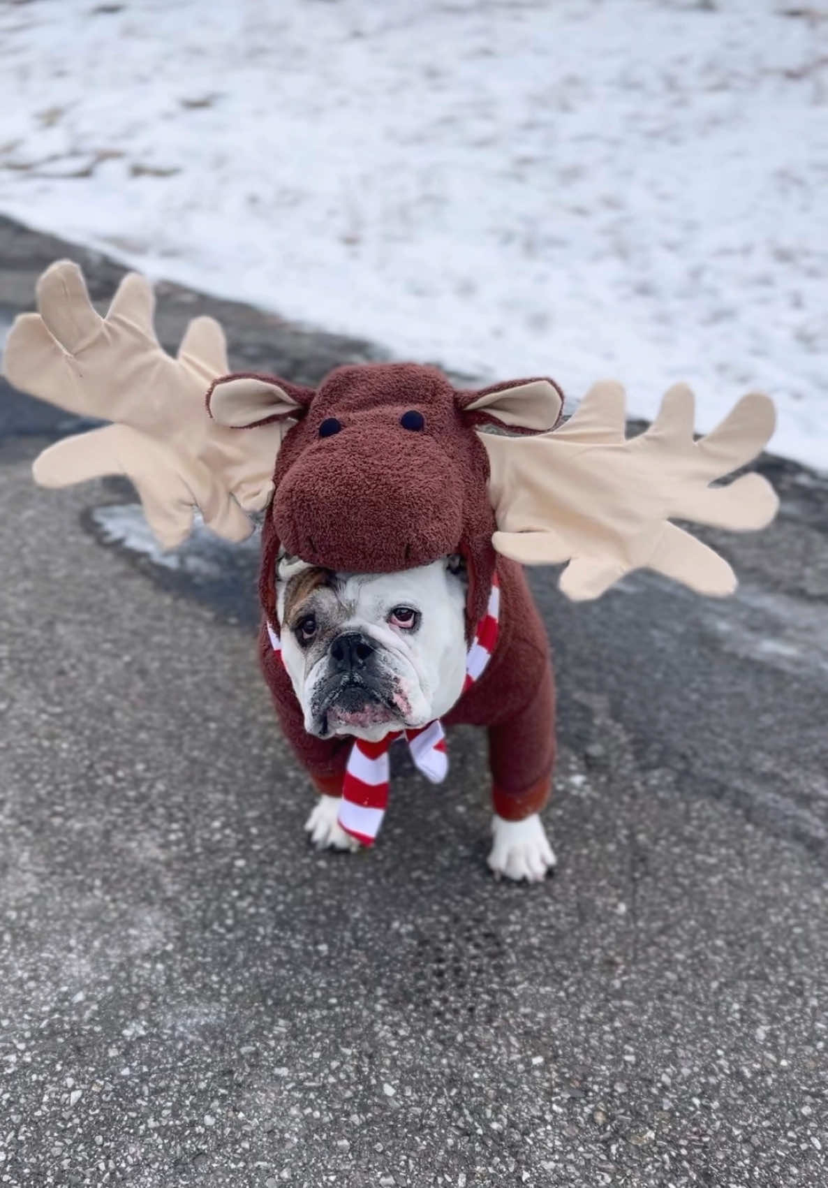 Save a reindeer...hire a moose....🙌🏻🦌🎅🏻🛷❄️ #moose #englishbulldog #foryoupage Costume by @Wontonthebulldog  🦌