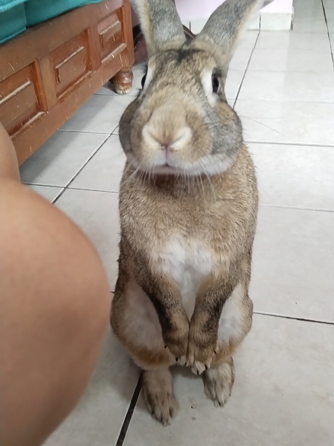 #bunny #parati #panarabbit #bunnylove #conejostiktok #abuelitosoytunieto #abuelitosoytunietoyyallegue 