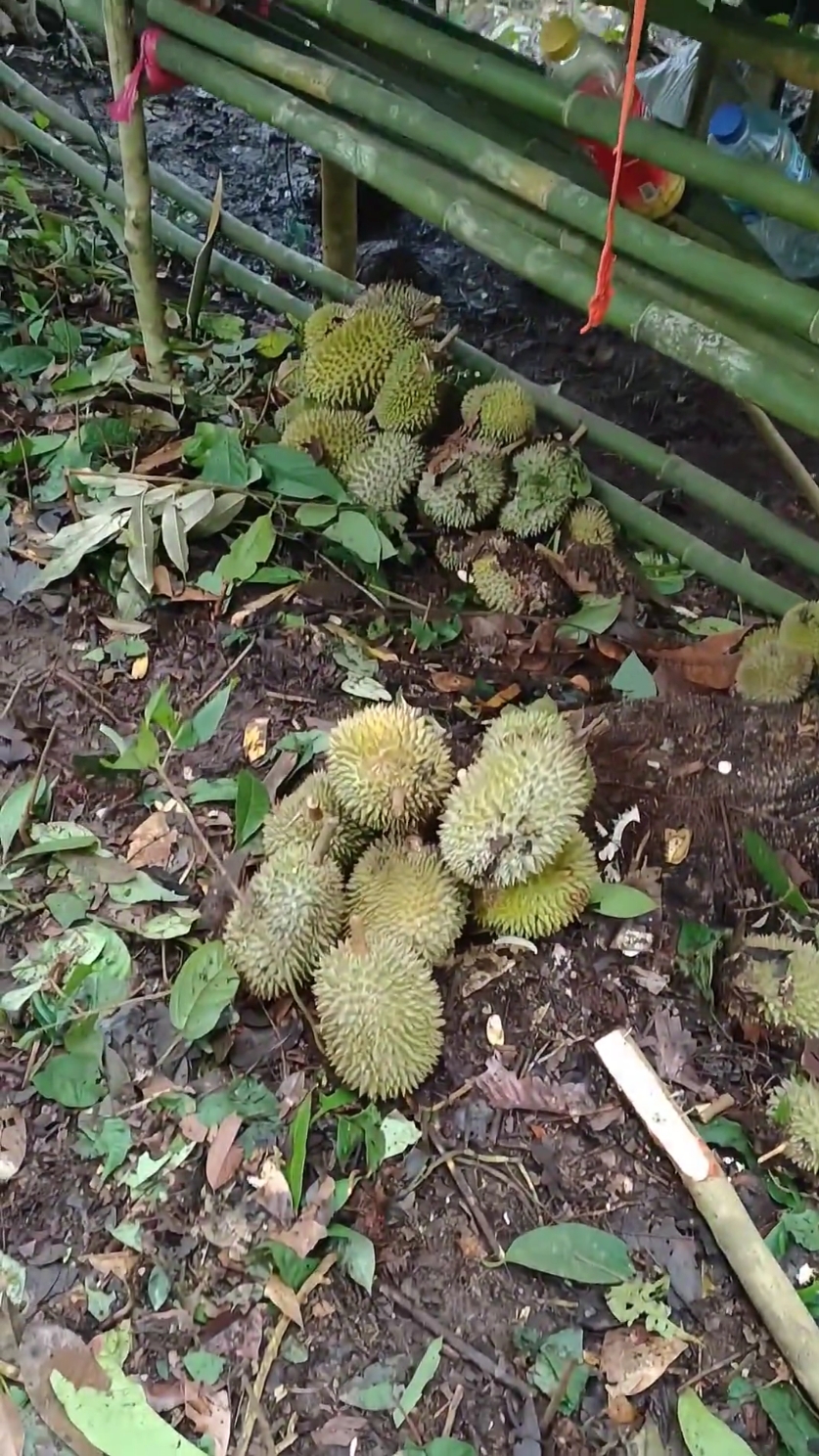 Nempoyak kite guys  #fyp #durian #kalimantan #xyzcba 