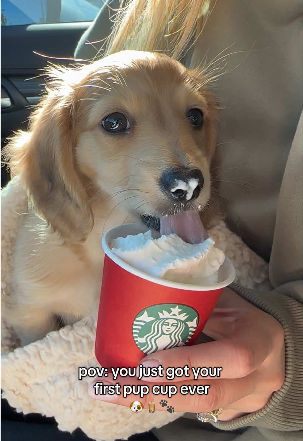 Starbucks just got a new customer 🐶🧋🤍 #dachshund #dachshundpuppy #dachshundsoftiktok #minidachshund #minidachshundpuppy #minidachshundsoftiktok #puppy #puppylove #puppymom #pupcup #pupcupstarbucks #starbucks #creatorsearchinsights 