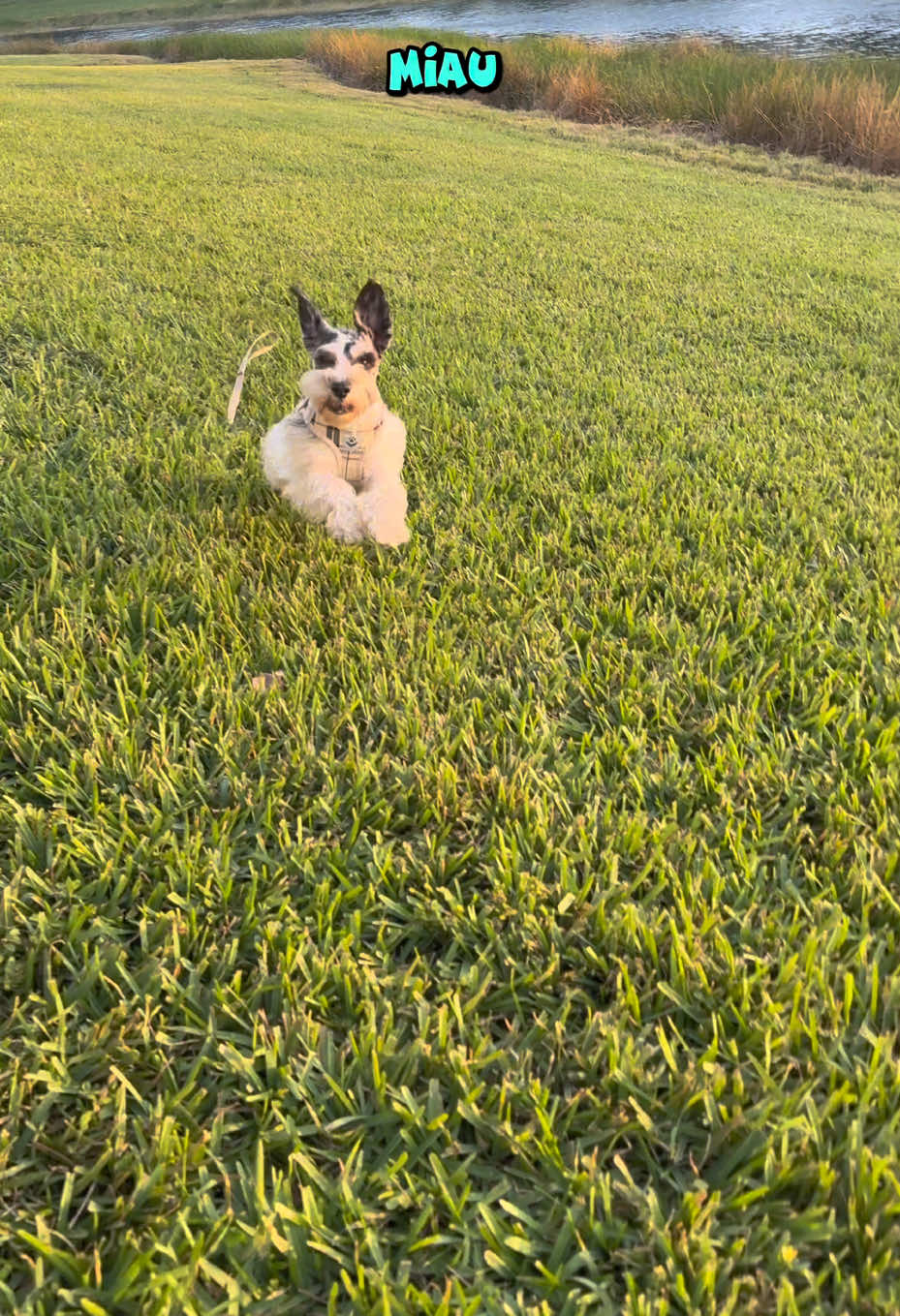 Quien tiene a quién??? 🐶🫶🏼😂#schnauzer #blackyta4ever #dogmom #perrostiktokers #creatorsearchinsights 