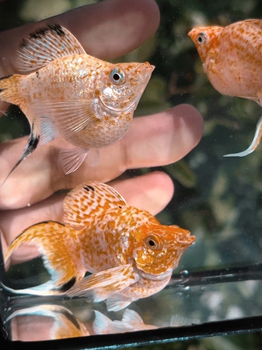 โคตรใหญ่ โคตรยักษ์ 🎉🔥FullGold color &  Sakura Diamondeyes , Albino  อยากรู้ว่าใหญ่ขนาดไหนจัดไป ด่วนเลย ‼️  #balloonmollyfish #mollyfish #balloonfish #ปลาสวยงาม #balloonfuulgoldcolor #sakura  #ปลาบอลลูน #ปลาบอลลูนสีฟลูโกลด์ #ปลาบอลลูนสีซากุระ #ปลาบอลลูนไซส์ยักษ์ #ปลาบอลลูนไซส์โคตรยักษ์ #ปลาบอลลูนลูกนอก  #ปลายฟ้ากับปลาทอง 