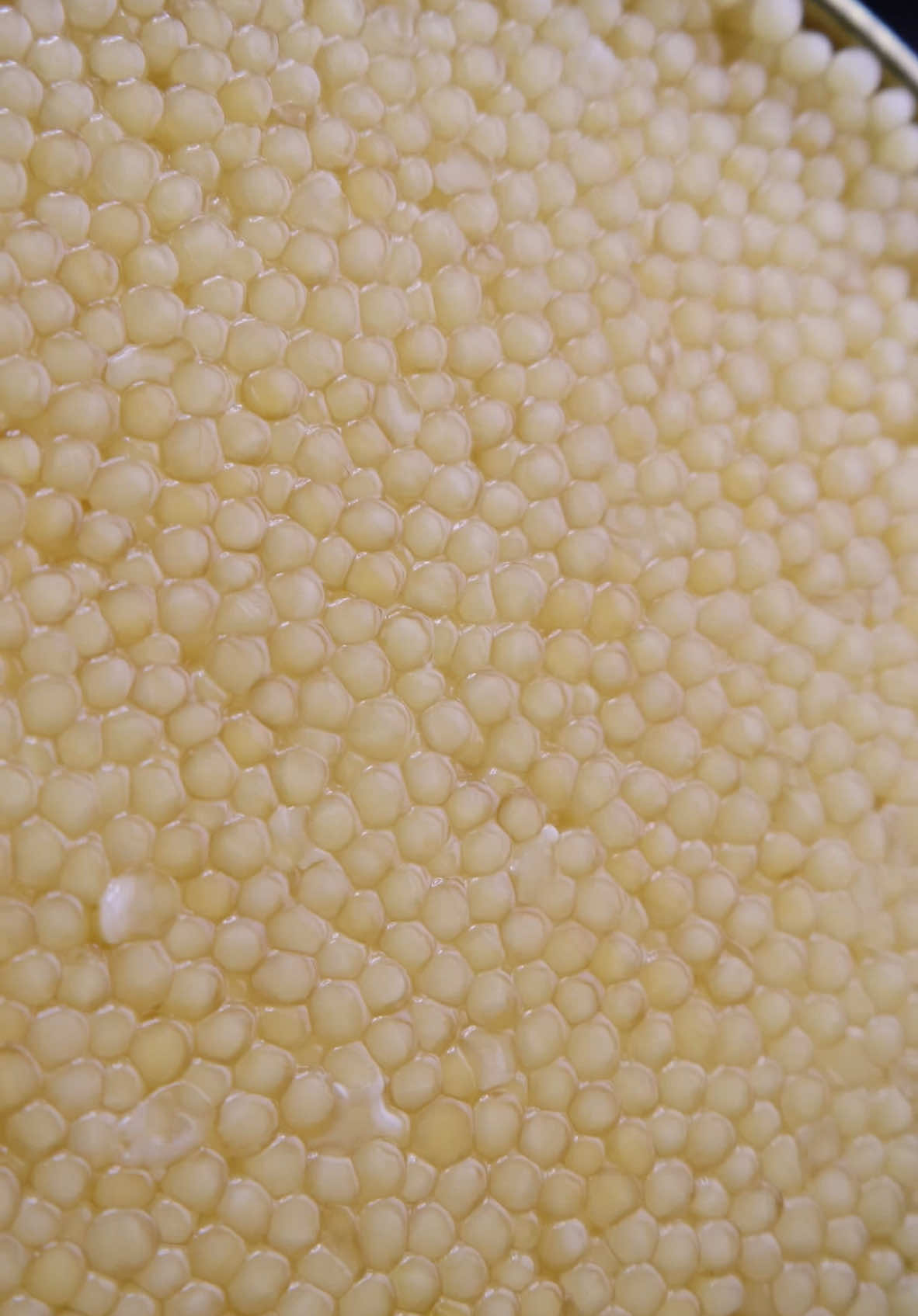 Albino Sterlet, 