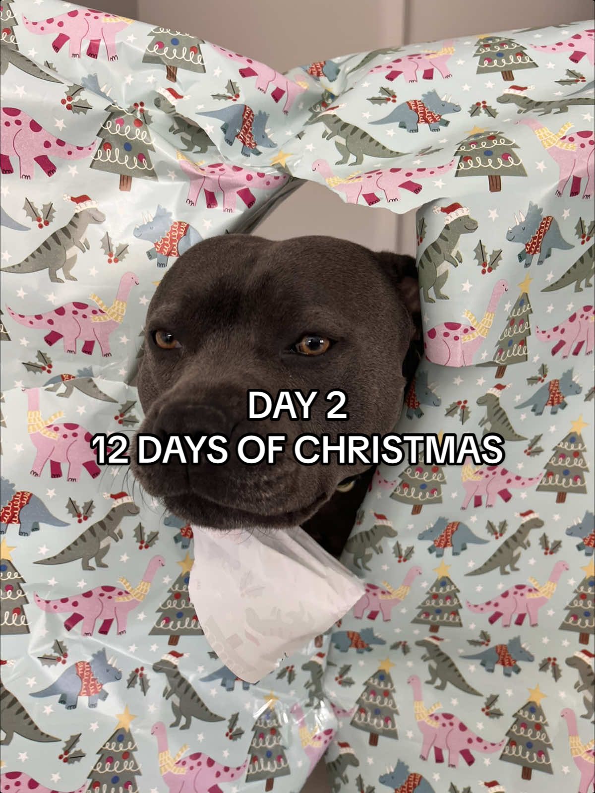 The photos are so funny! #fyp #viral #trend #christmas #christmastiktok #christmasdog #dogtrend 