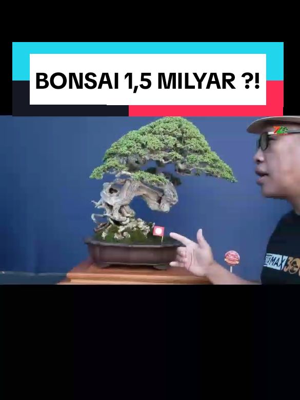 BONSAI SEHARGA 1,5 MILYAR ?! #bonsai #bonsaiindonesia #bonsaimahal #bonsaiviral #senibonsai #bonsaiart #foryou #foryoupage #fyp 