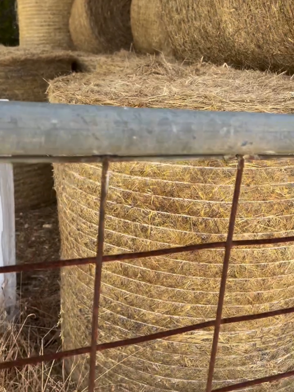 A good hay shed should not only keep your feed dry  but also stand the test of time. Mine has been around for a while but is still as solid as the day it was built.