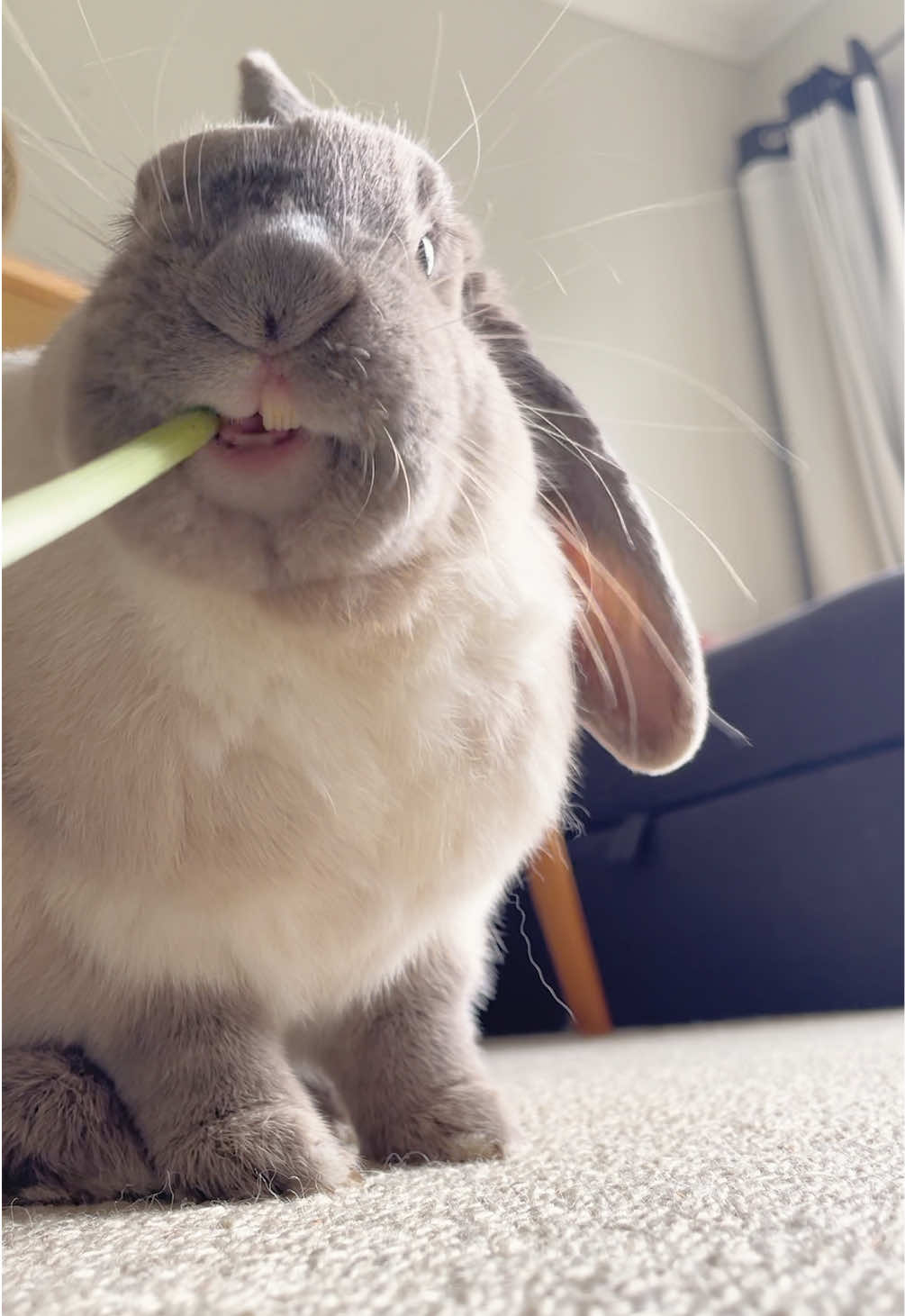 Please help Tofu get more Dandelions by telling his other owner hes doing a good job  #asmr #bunny #wholesome #wholesome 