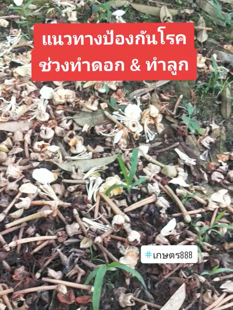 แนวทางการป้องกันเชื้อรา สาเหตุการเกินโรค ในช่วงทำดอก และทำลูกทุเรียน #เกษตร888 #เชื้อราในสวนทุเรียน #ฮิ้ว2 #ไตรโครเดอร์มา #อินเวทไตรโคร2สายพันธุ์ #กัปตันไตรโคร #tiktokshopครีเอเตอร์ 