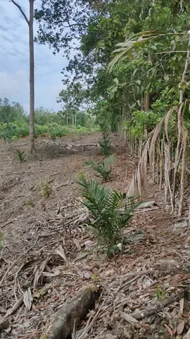 Sawit dua bulan tanam. Baru selesai semprot total. Anak kayu masih berdiri tegak. Harus pakai solar+garlon suhu ? #sawitontiktok #sawit 