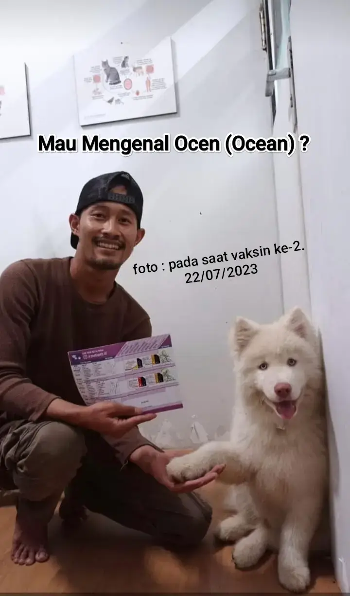 Ocean, Dob 12 April 2023. Wonogiri. #husky #huskylife #huskylife🐾 #huskylifestyle #whitehusky #huskylonghair #siberianhusky #pet #samoyed #malamute #anjinggemes #anjinglucu #anjingpintar #siberianhuskyindonesia #huskyoftiktok #huskyindonesia 