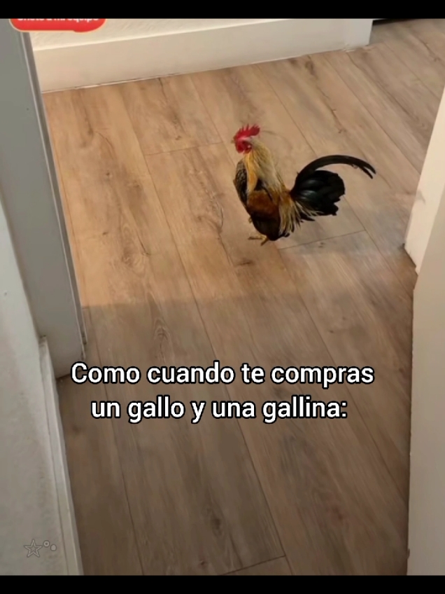 ☆°• 🤣🤣🤣🤣 Patricia y Pepe 🐔🐓 @Carlos Alberto Fuentes  #humortiktok #kfc #polloalabrasa #pollos #mascota #granja  #carlosalbertofuentes #teamsnake🐍 #teamlechuga🥬 #sheylaam☆ 