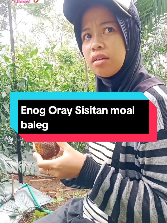 Enog oray sisitan #fypシ #komedisunda #viral #urangsunda #bodorsundalucu #candaansunda #videolucu #komedi #palawija #bodorsunda 