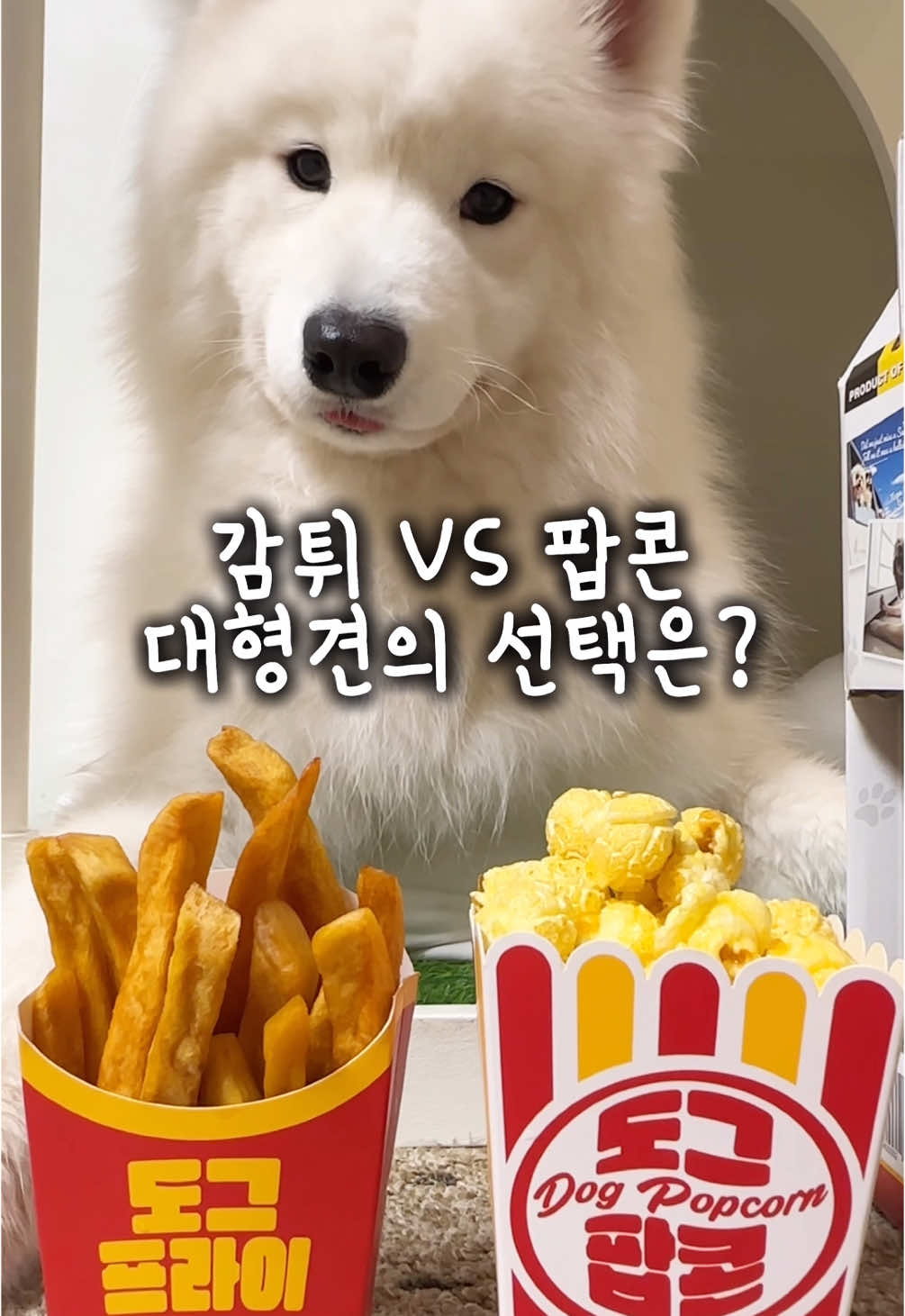 감튀VS팝콘 대형견의 선택은!? #사모예드 #samoyed 