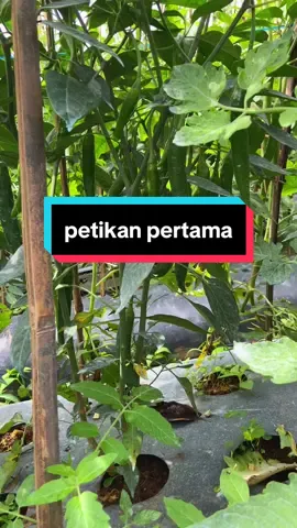 bersyukur alhamdulillah tetap semangat, petikan pertama di 50kg...😇 #fyp #foryou #petanimuda #petaniindonesia🇮🇩🇮🇩🇮🇩🌿🌿 #petanimilenial #storywa 