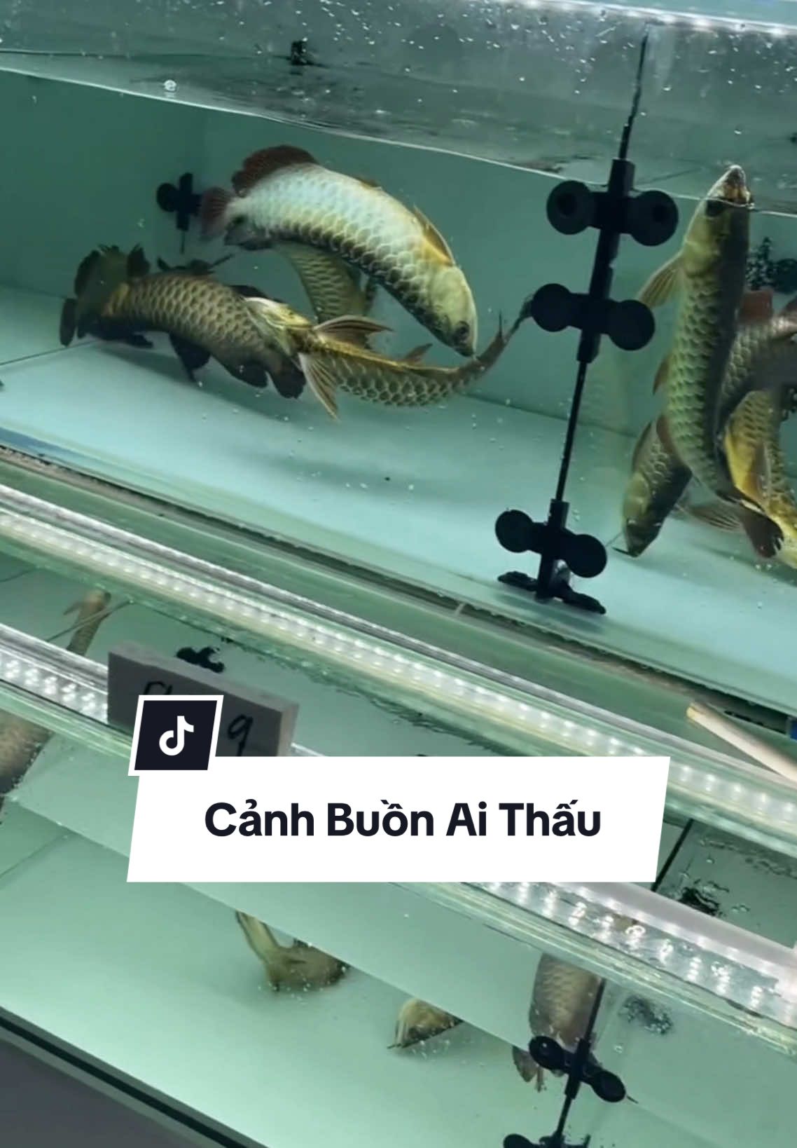 Bán cá lời lắm 😥 #aquarium #hoanganh #cacanhhoanganh 