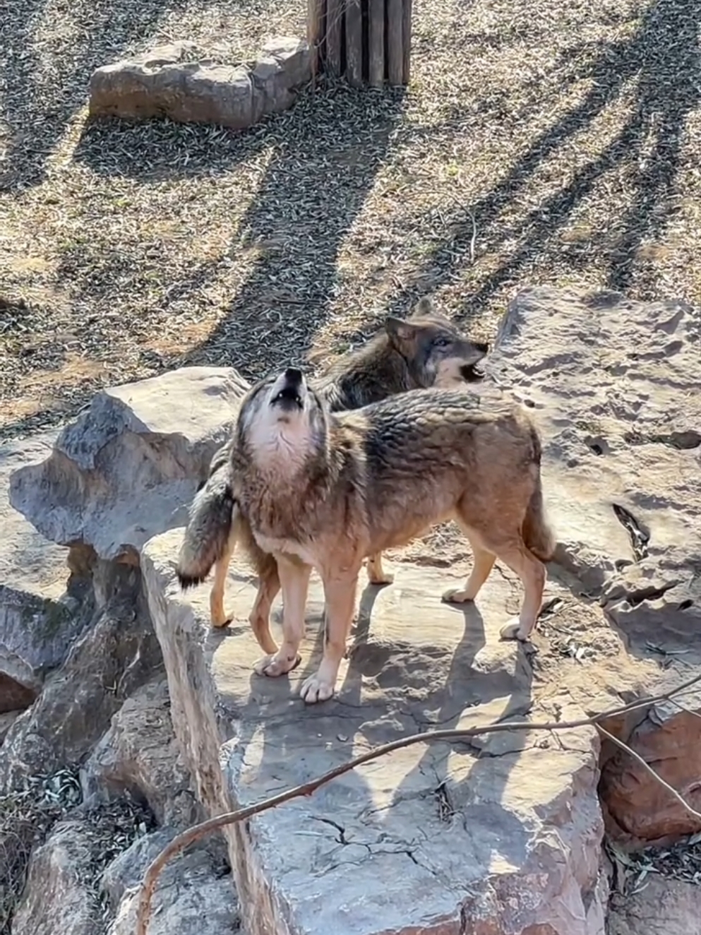 Wolfdog Howling with Intensity: The Wild Call of a Loyal Companion