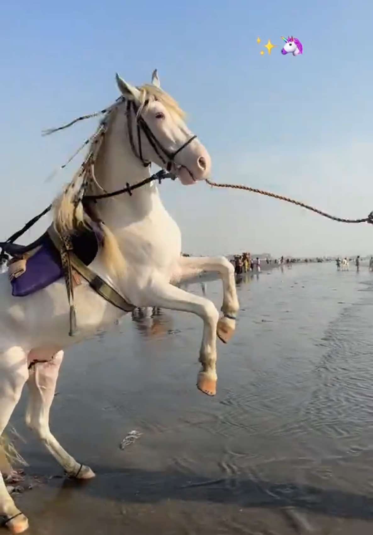 I love riding a horse ✨#horse #horseriding #horsetok #seaviewkarachi #fypシ゚viral #fyp #fyppppppppppppppppppppppp #onthisday #fy #fypシ゚ #fypシ゚ 