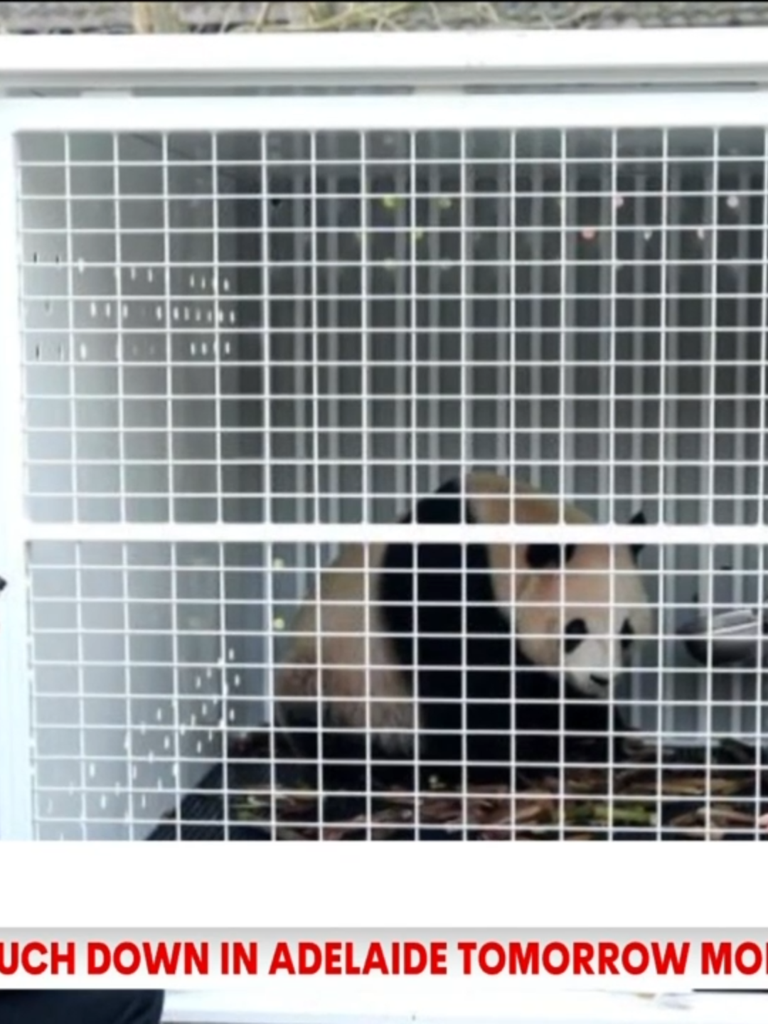 The countdown is on to the arrival of Adelaide’s second pair of giant pandas from China. #7NEWS