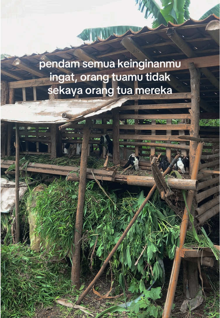 ojo meri kancane #storytime #sobatngaret #ngaret #ternakkambing #storypeternak #peternakkambing 