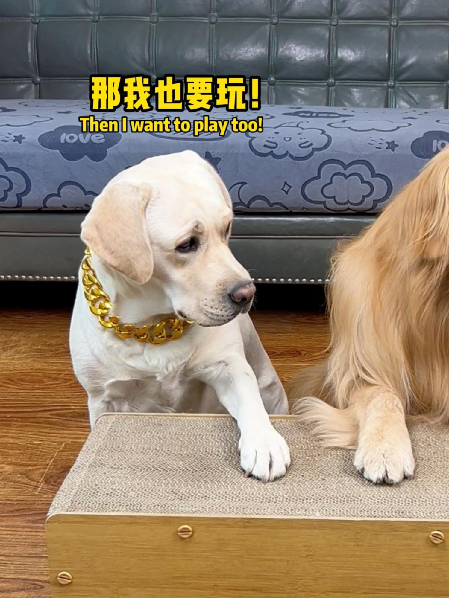 汤圆：怎么到我这就差别对待了!?How come I'm treated differently! ?#萌寵 #搞笑 #拉布拉多 #doglover #Labrador #寵物 #labradorpuppy #funnydog #cute #pets #dog #funnyvideo #funnydog​​​​​​​​​​ #funny