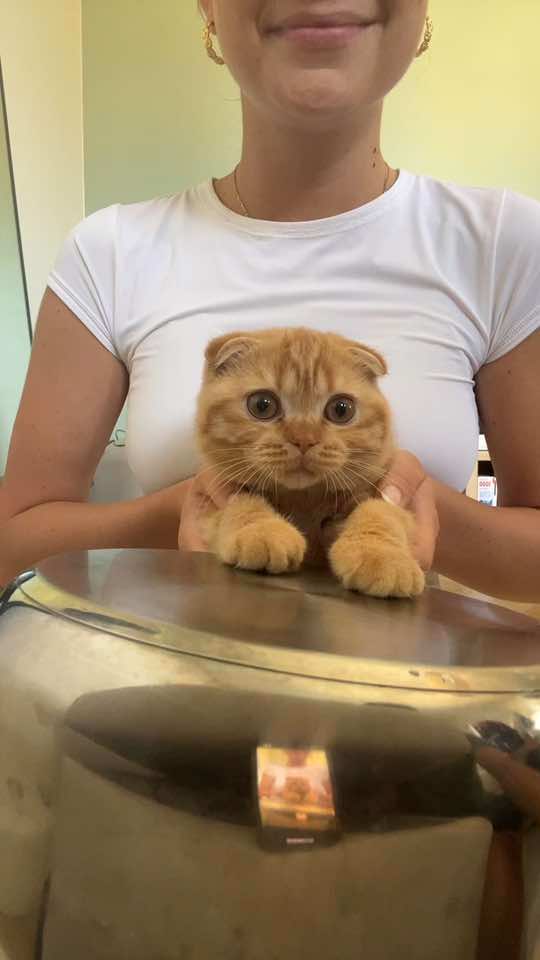 je remet ce classique juste la parce qu’il est trop mignon 🥹 #chat #trend #scottishfoldkitten #scottishfold #scottishfoldcat #cat #kitten #pourtoii #orangecat 