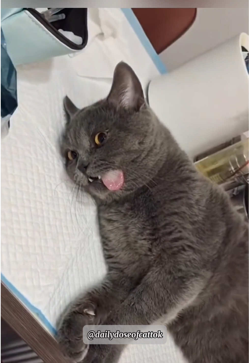 Try to watch this without laughing—bet you can’t!🤣 #funnycats #funny #cats #foryou #funnypets #catsoftiktok 