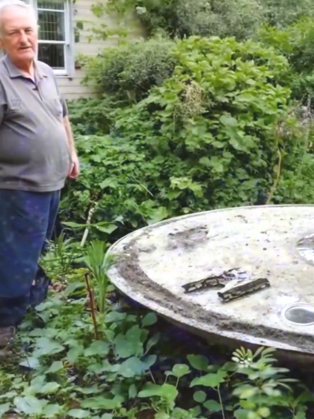 What would you do if you found this UFO in your garden?  #gardening #ufoinvasion #ufosky #ufosighting #flyingsaucer #alien #weirdcore #ai 