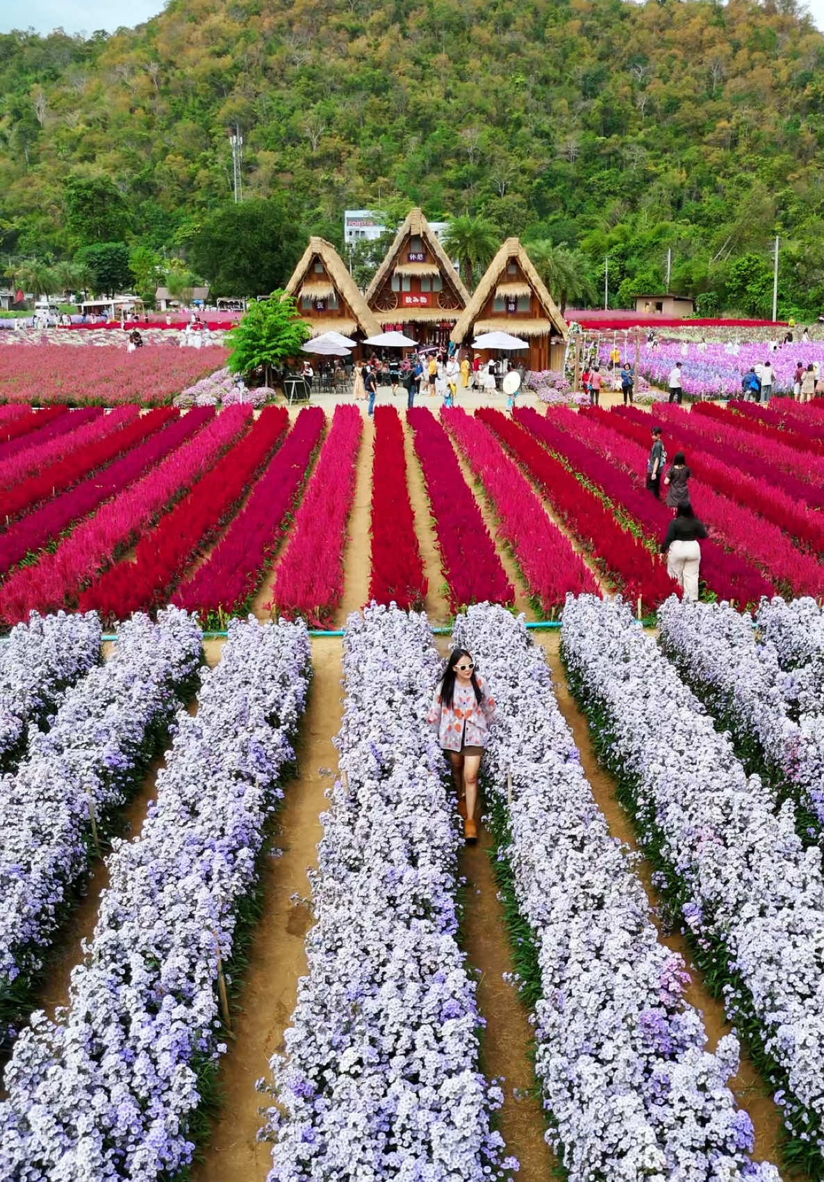 คาเฟ่และสวนดอกไม้หน้าหนาวที่ฮิตที่สุดในตอนนี้ 📍ฮอกไกโดฟลาวเวอร์ พาร์ค(เขาใหญ่) อ.ปากช่อง จ.นครราชสีมา #ที่เที่ยว #ที่เที่ยวใกล้กรุงเทพฯ #ที่เที่ยวเขาใหญ่ #เที่ยวเขาใหญ่ #เขาใหญ่ #เขาใหญ่ปากช่อง #ปากช่อง #ปากช่องเขาใหญ่ #คาเฟ่ #คาเฟ่เปิดใหม่ #คาเฟ่ใกล้กรุงเทพ #สวนดอกไม้ #ธรรมชาติ #ธรรมชาติบําบัด #tiktokพาเที่ยว #tiktokกินเที่ยว #เที่ยวไหนดี #CapCut