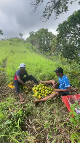 Part le manguier @Alvine Güccï 🥭🥭🥭🥭 #msouboutou #mayotte976🇾🇹🌴🤣foryoupage #conseil #viral_video #tik_tok #comores🇰🇲 #viral #fruit #mangue 