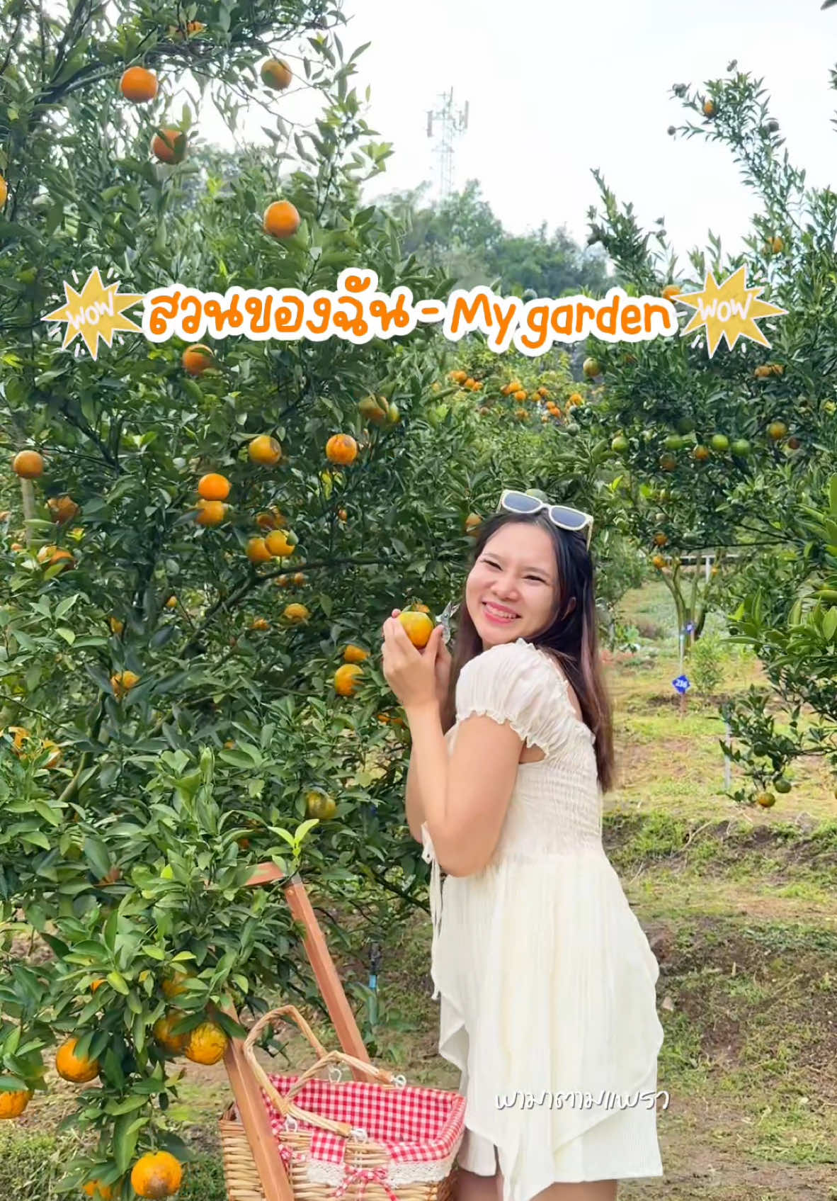 พาเที่่ยว #สวนส้ม สวนของฉัน - My garden บ้านแม่ขิ อ.แม่ริม จ.เชียงใหม่ สวนส้มบรรยากาศดี  วิวธรรมชาติ มีพร๊อบและมุมถ่ายรูปเพียบ #เชียงใหม่ #พามาตามแพรว #reviewchiangmai #เที่ยวเชียงใหม่ #รีวิว #สวนส้ม #ปักหมุดร้านอร่อย📍 #ที่เที่ยวเชียงใหม่ #ของดีบอกต่อ  