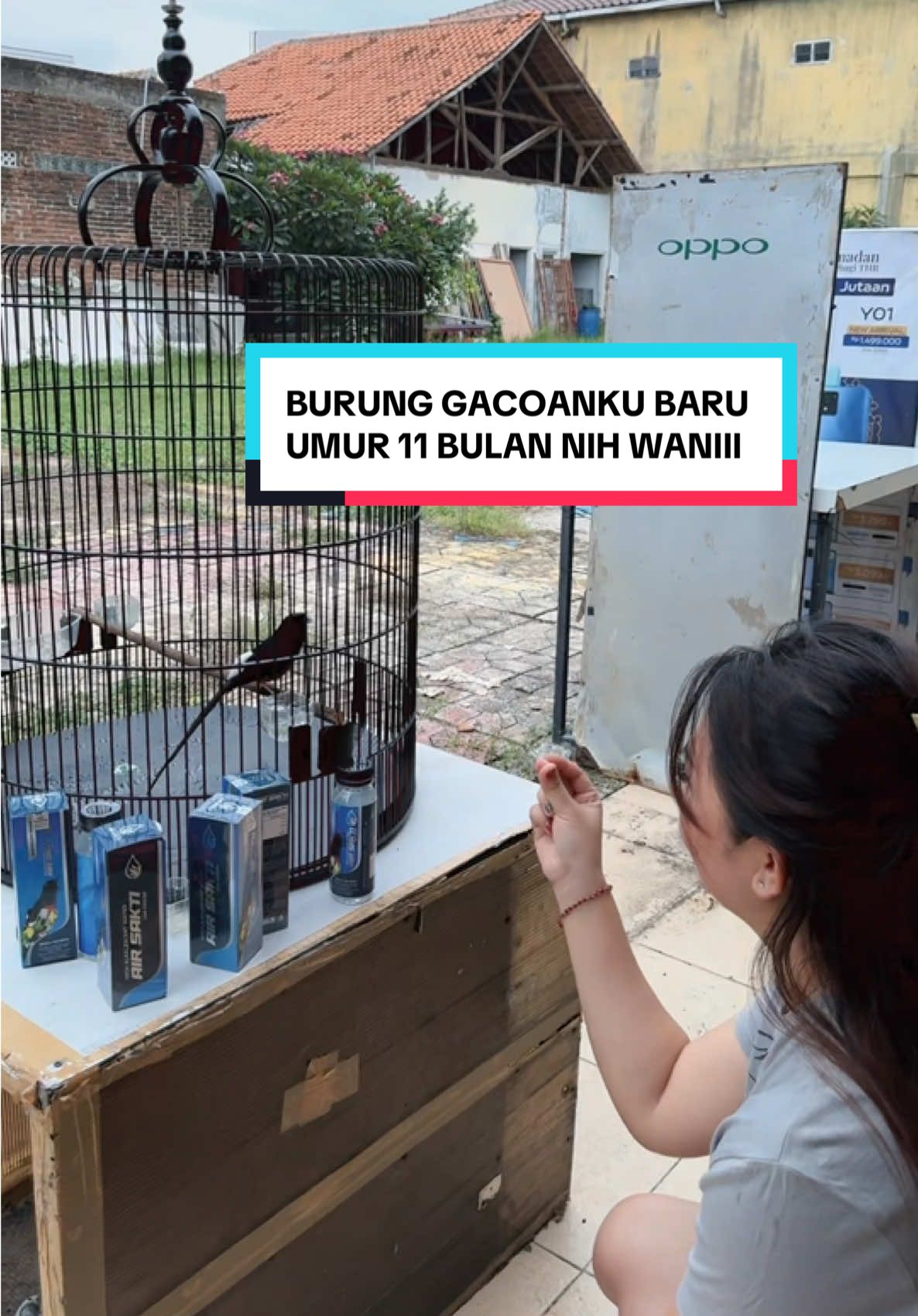 Burung gacoanku nih boss baru umur 11 udah kayaaa gini 😆😆  Burung Murai  #kicaumania #muraibatu #kicaumaniaindonesia #muraibatumedan #airsakti 