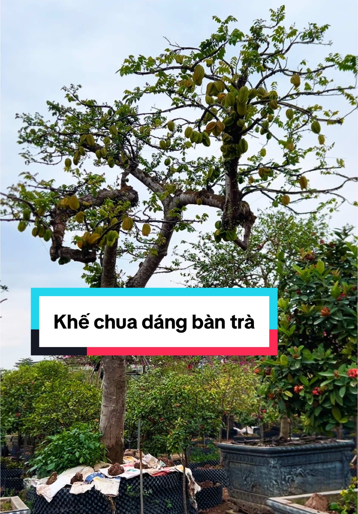 Ngắm cây khế chua dáng bàn trà cực đẹp ! #khechua #khechuabonsai #caykhechuabantra #caykhechua #caysanvuon #trungkiengarden 