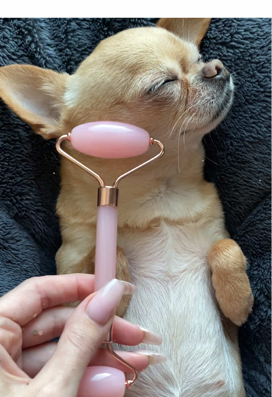 Replying to @Ana #foru #dogs #dogasmr #tiktok #relaxsound #sleepy #spa #spaday #asmrspa #dogspa 