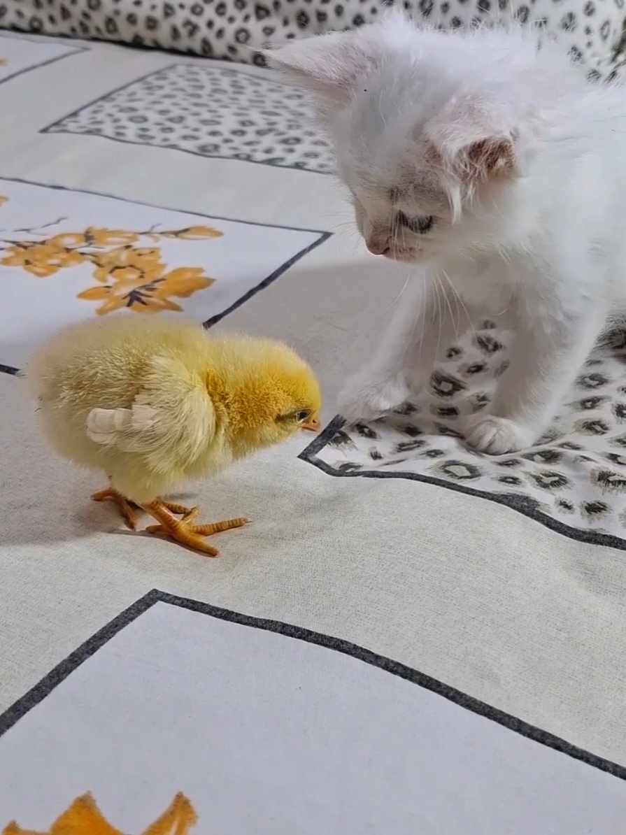 funny kitten wtih chicksط #funny_and_chick_very_cute #kitten_chicks_very_funny #funny_kitten_wtih_chick #kittensoftiktok #funnyvideo #Funny_animals #kitten  #funny_kittenos #animals_funny   #funny_kitten #cat_funny_video #chicks_funny_video