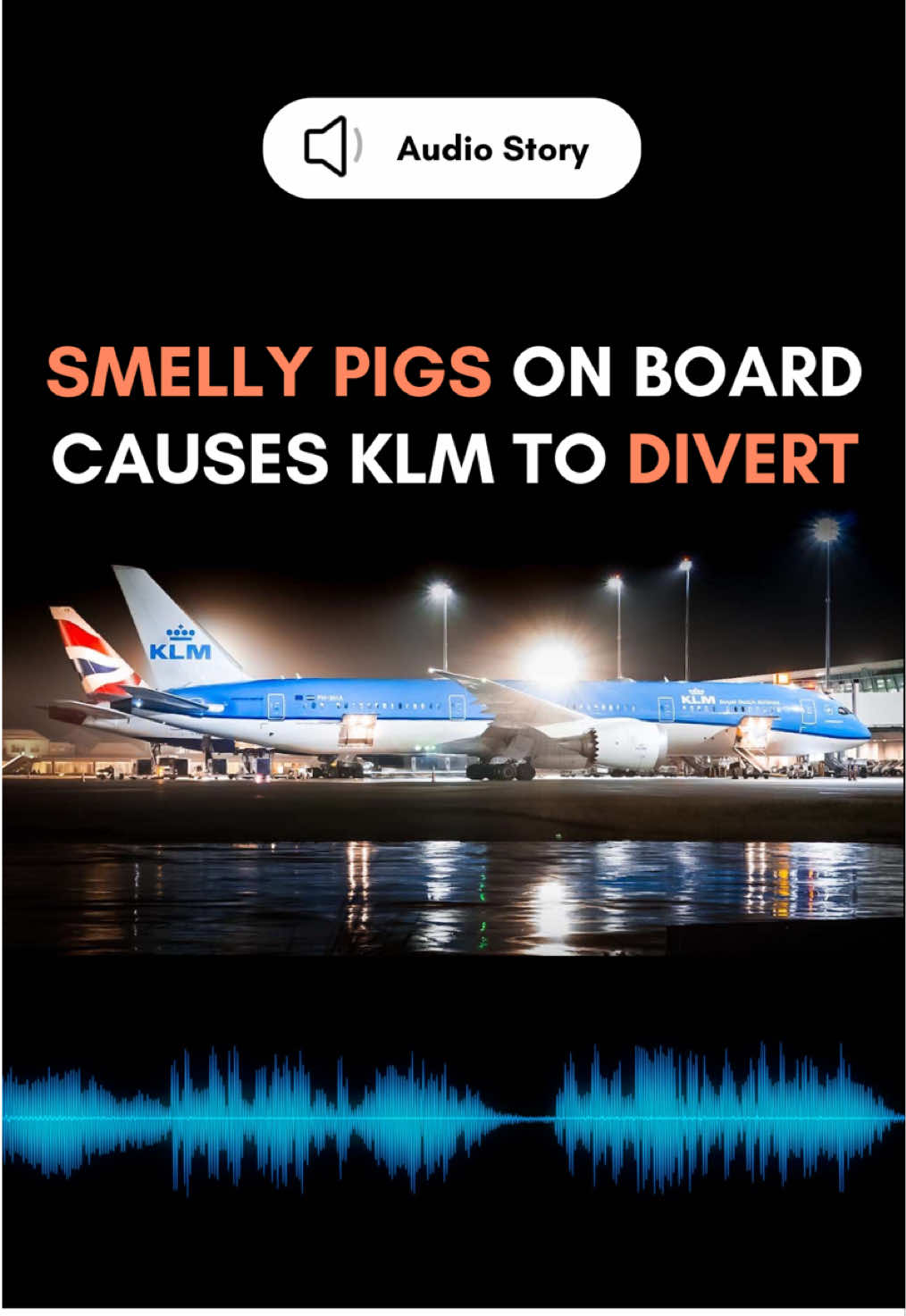 KLM685 diverts to Bermuda due to smelly pigs on board! #pigs #bermuda #klm 