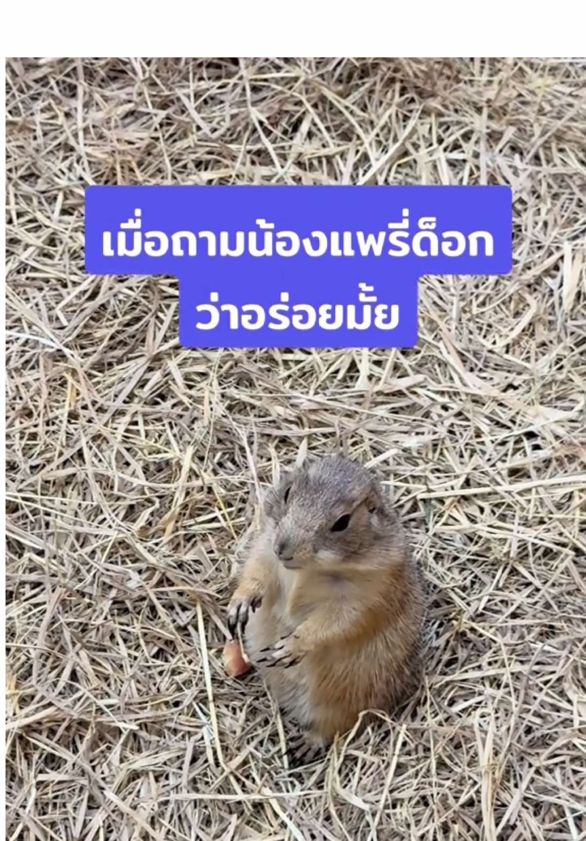 น้องตอบด้วยอะ 😂 #แพรี่ด็อก #สวนสัตว์tiktok #สวนสัตว์ #สัตว์โลกน่ารัก #สัตว์เลี้ยงtiktok #Prairiedog #animalsoftiktok #animal