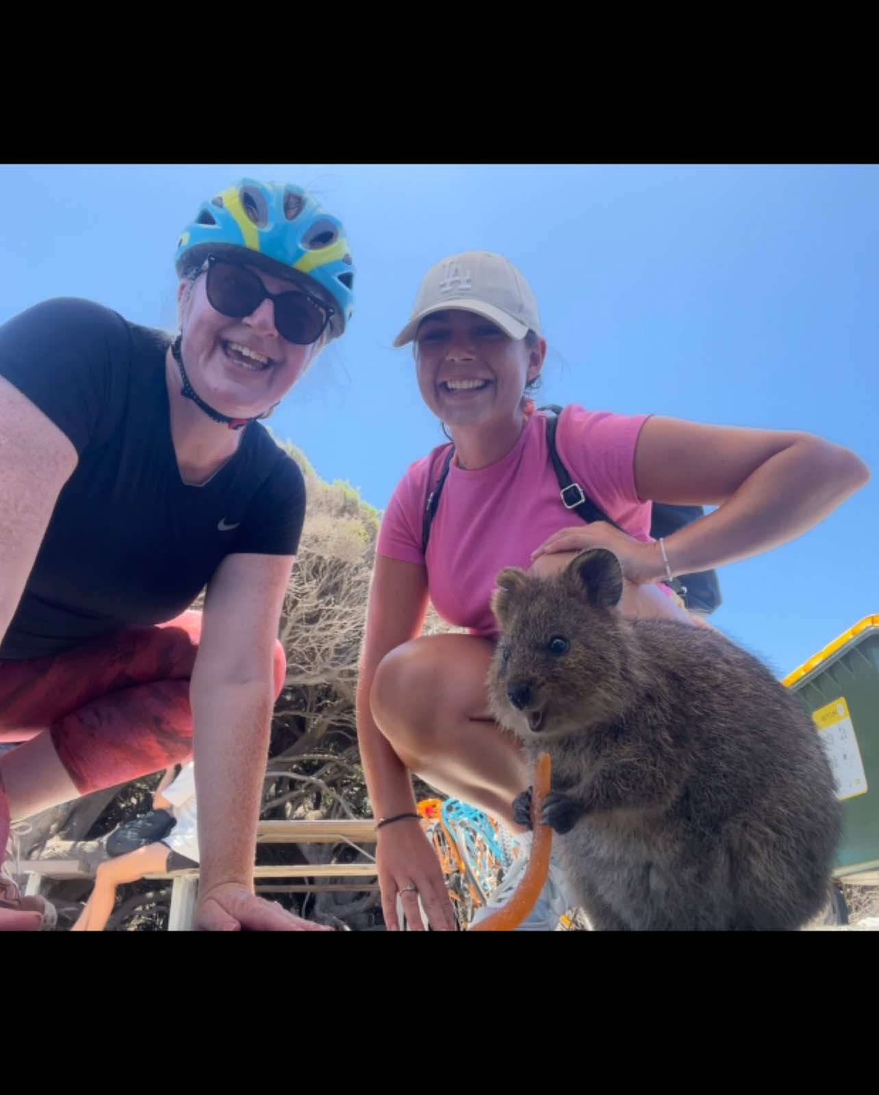 Highlight of cycling around Rotto was thinking this healthy queen was eating a carrot, can confirm it was a sweet treat. Do not blame you love. #quokka #rottnestisland #perth #cycling 