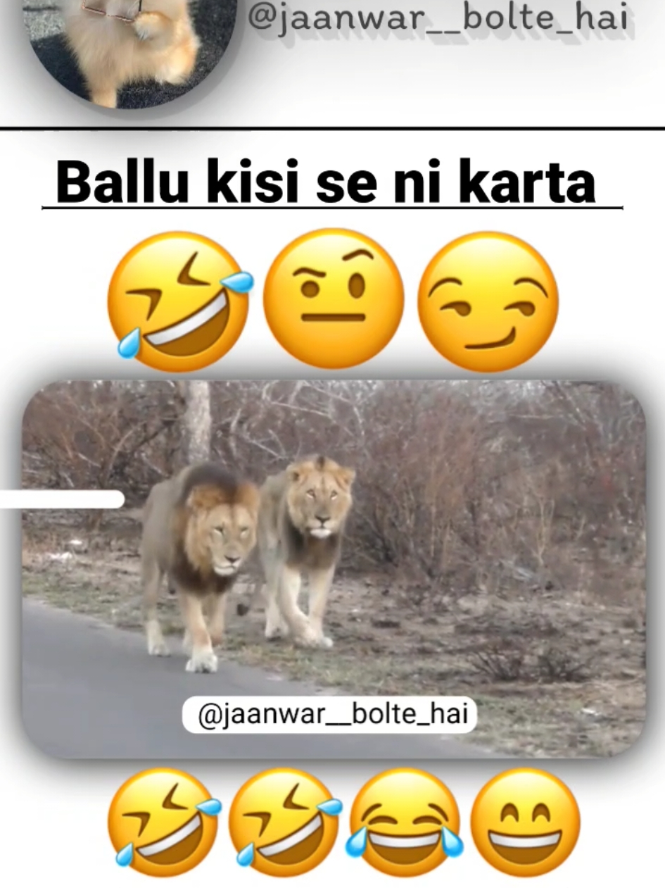 ballu kisi se ni darta 😏😂 #funnyvedeo😆😆🤣🤣🤣🤣 #animals #loin #dubbing #janwarboltehai #foryou #viral