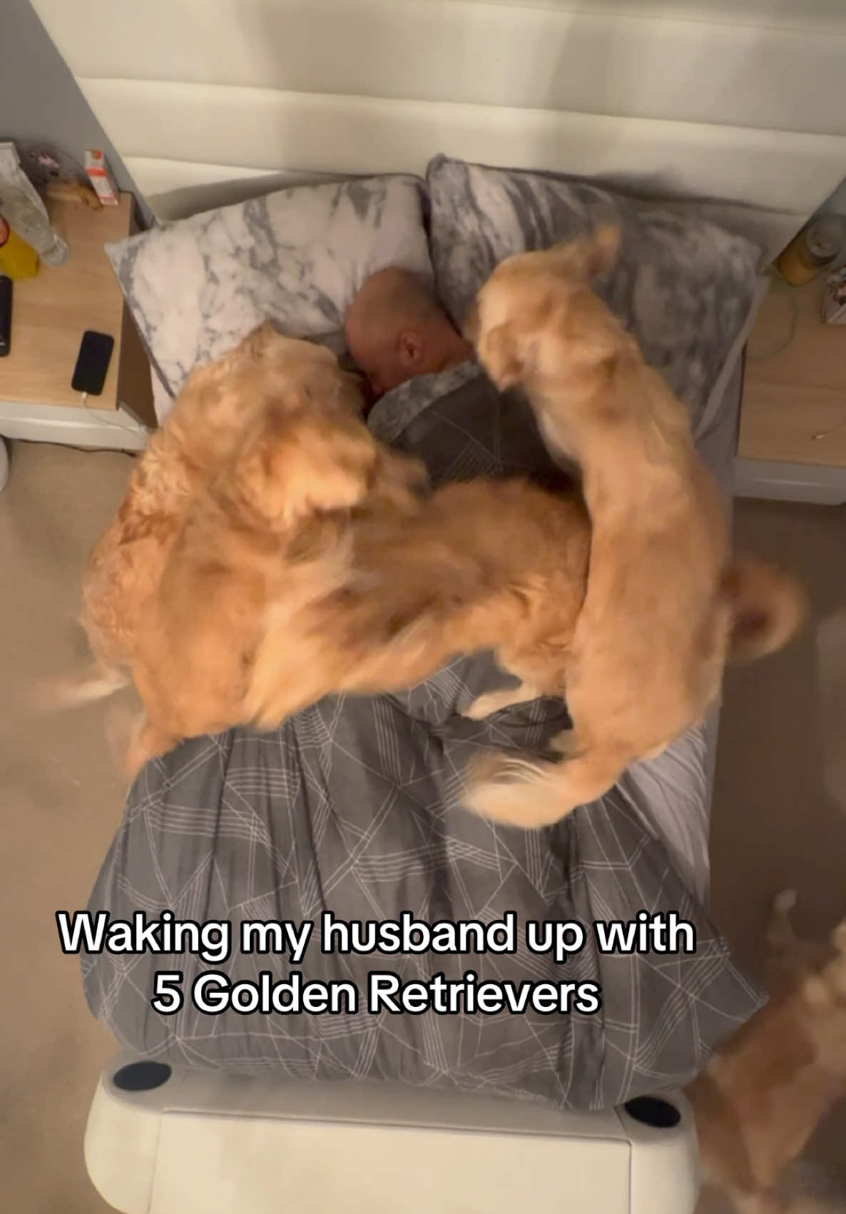 I feel like this is their favourite day so far. What do you think? #goldenretrievers #goldenretrieversoftiktok #goldenretrieverlove #goldenretrieverlife #dogpack #goodmorning #wakeywakey 